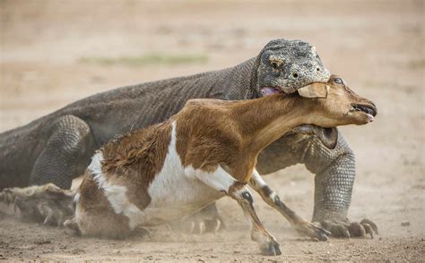 Komodo Dragon Pictures - AZ Animals