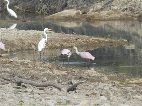 eBird Checklist - 26 Jul 2018 - Fort Cavazos--East Range North (Bell Co ...