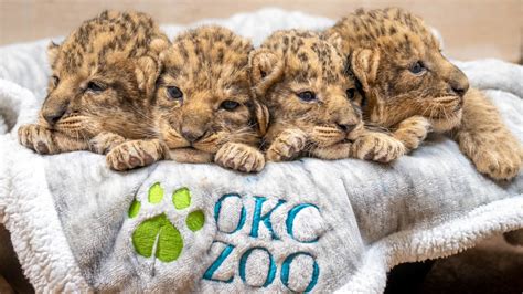 Oklahoma City Zoo wants help naming their lion cubs : NPR