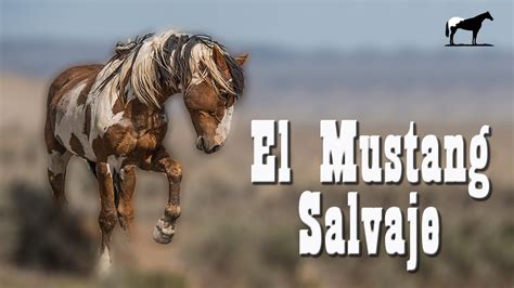 Mustang Salvaje ¿De Que Razas Se Formo? (Líneas De Caballos Mustang) 🐴 ...