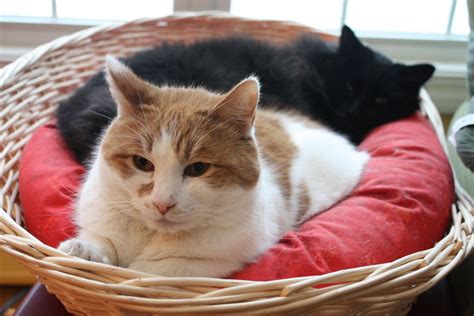 30 Cutest Photos of Cats in Baskets - Best Photography, Art, Landscapes ...