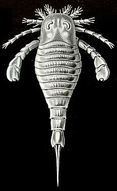 Eurypterid Facts for Kids