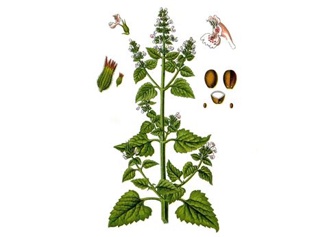 Catnip Seeds