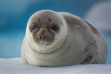 Seals - Greenland Travel EN