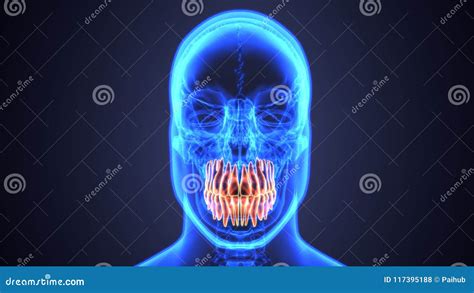 Skeleton and Teeth Anatomy. Medical Accurate 3D Illustration Stock ...