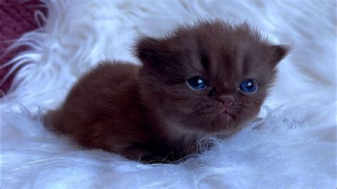 Tiny Chocolate Kitten With Blue Eyes - YouTube