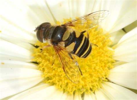 Family Syrphidae – ENT 425 – General Entomology