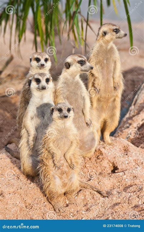 Family Of Meerkats Royalty Free Stock Photos - Image: 23174008