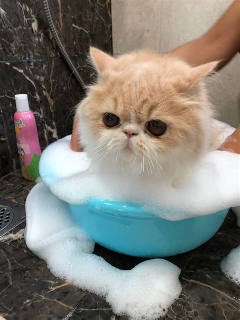 Persian cat: Bath time