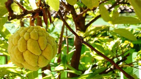 Sweet Srikaya Fruit stock photo. Image of jungle, food - 225498192