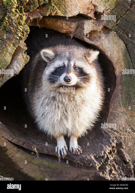 Raccoon nest hi-res stock photography and images - Alamy