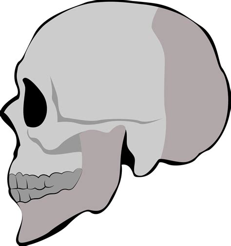 Skull profile, illustration, vector on white background. 13772323 ...