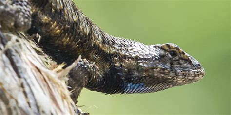 Eastern Fence Lizard | National Wildlife Federation