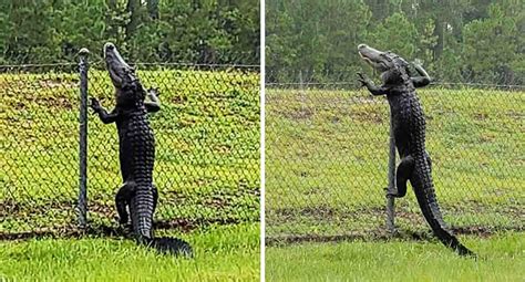 Video of alligator climbing fence with ease in Jackonsville Florida