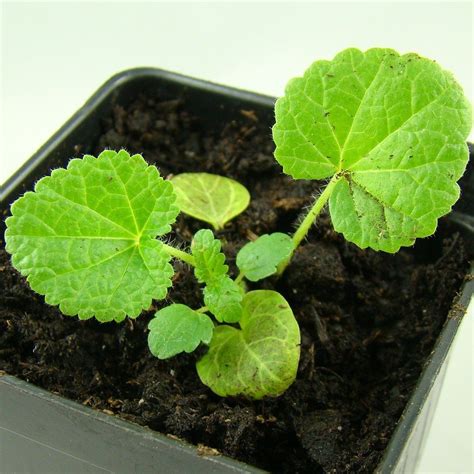 Hollyhock 'Miniature' Seedling Image | Plants, Landscaping plants ...