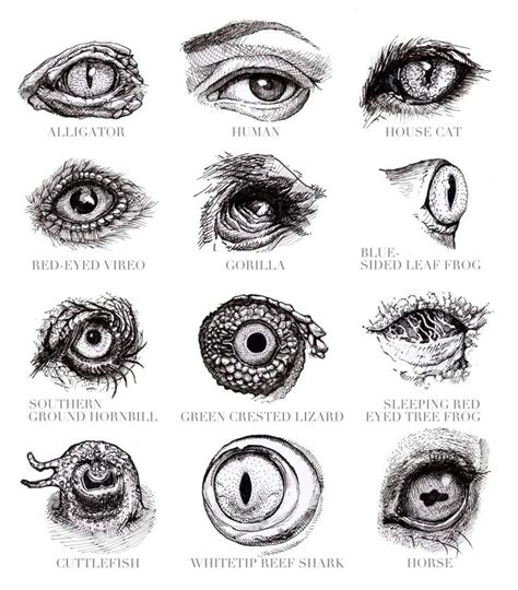 animals eyes Archives | | Eye drawing, Eye art, Monster eyes