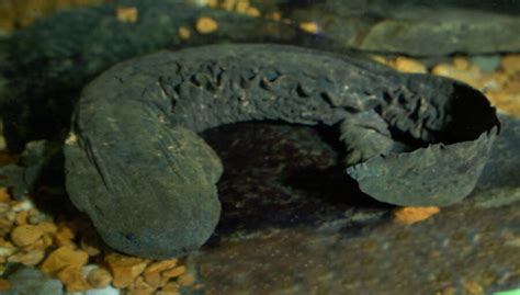 The Incredible Hellbender | Critter Science