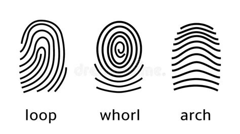 Three Fingerprint Types on White Background. Loop, Whorl, Arch Patterns ...