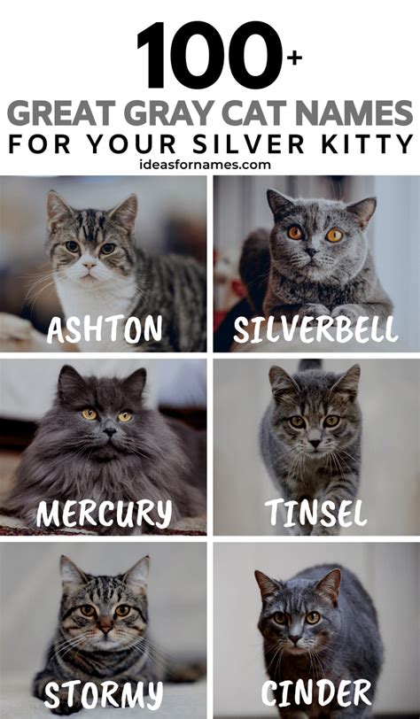 100+ Glorious Gray Cat Names Perfect For Your Silver Kitty