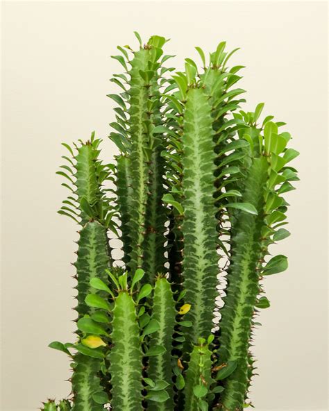 Green Cathedral Cactus | PlantVine