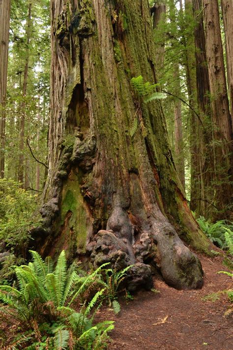 Hiking Jedediah Smith State Park California | Jedediah smith state park ...