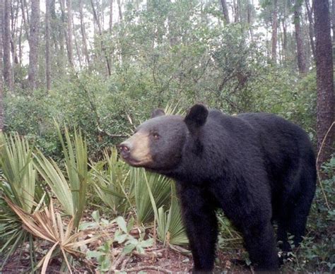 Florida Black Bear Captured Following Worst Bear Attack in State ...