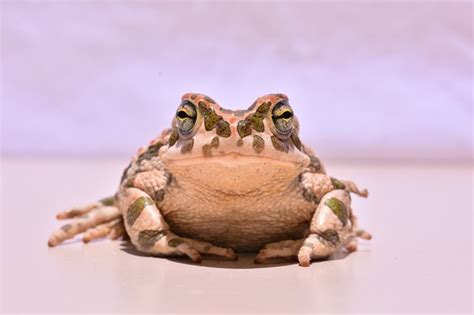 A Frog's Lungs & How They Work | Cuteness