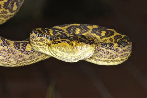 Okinawan pit viper genome reveals evolution of snake venom