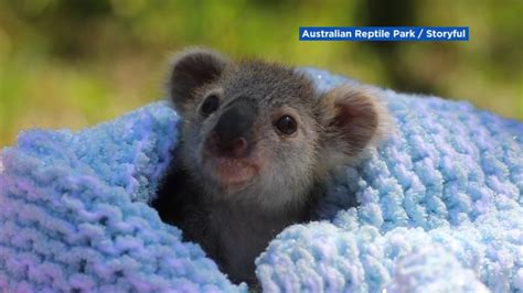 Elsa the baby koala introduced to the world - ABC13 Houston