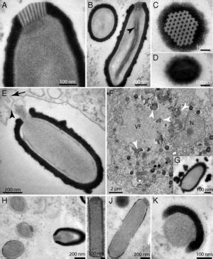 Pithovirus sibericum - microbewiki