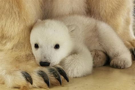 Watch playful baby polar bear test its wobbly legs and explore new home ...