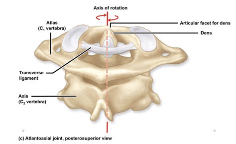 Pivot Joint Neck