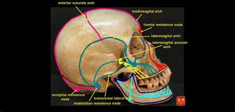 FDA Clears Regenerative Cranial Repair Product | Orthopedics This Week