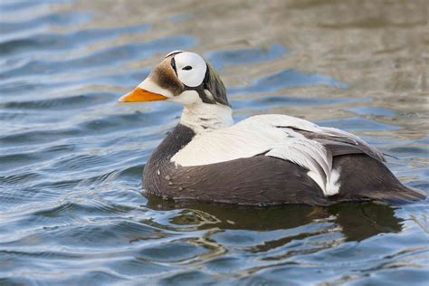 14 Incredible Duck Species