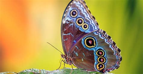 10 Rarest Butterflies In The World - AZ Animals