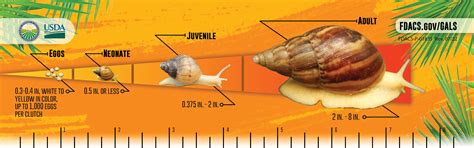 Florida's Battle To Eradicate The Giant African Land Snail Continues