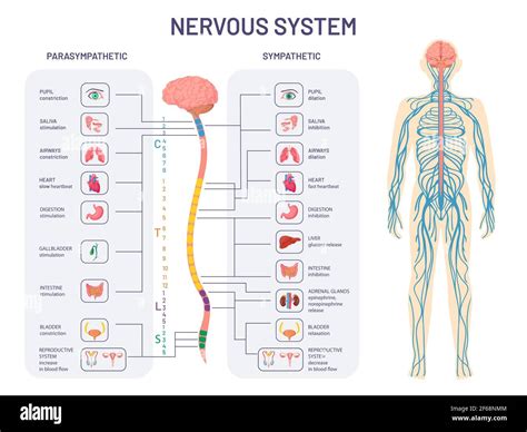 Human Nervous System Anatomical Chart Anatomy Models And Anatomical