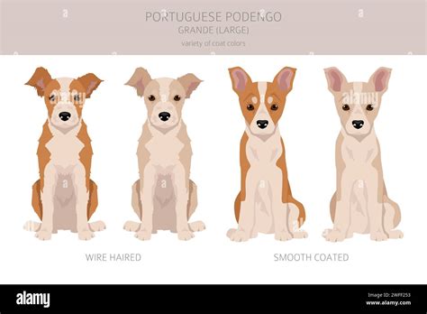 Portuguese Podengo Grande puppy clipart. Different poses, coat colors ...