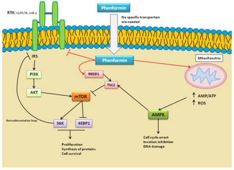 IJMS | Free Full-Text | Phenformin as an Anticancer Agent: Challenges ...