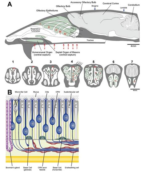 Diagram of the rat nasal cavity and brain shown in a lateral view and ...