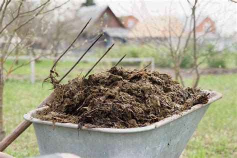 The Pros and Cons of Chicken Manure Fertilizer