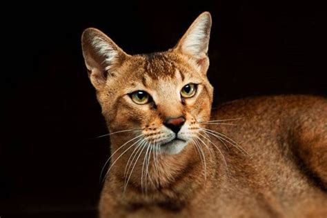 10 Largest Domestic Cat Breeds (Ranked)