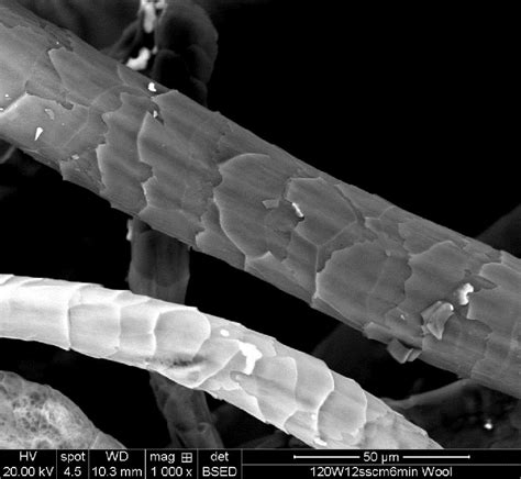 Student Spotlight: Morphological structure of wool from different ...