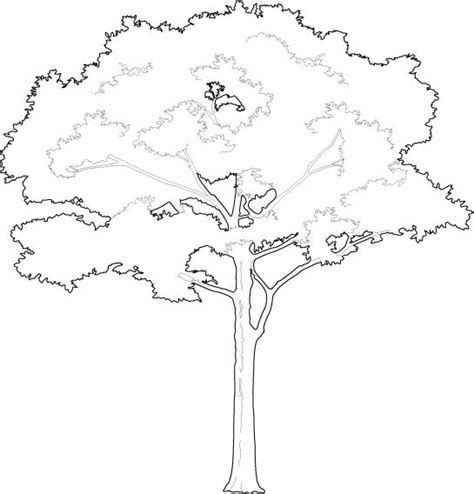 Proud and Tall Tree 2D Trees | Free Download