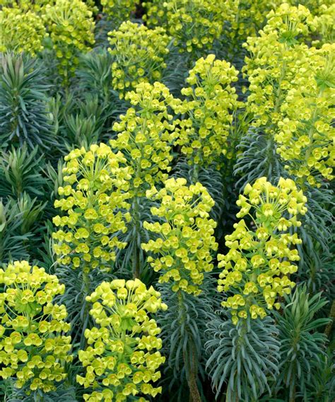 Types of euphorbia: 16 varieties for beds, borders and pots | Gardeningetc