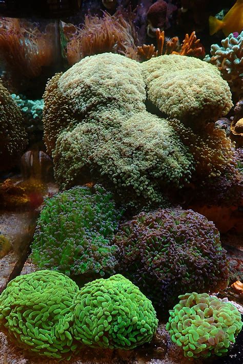 Hammer Coral Highlight! - Singapore Reef Club - Marine Reef saltwater ...