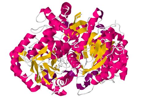 Glycolytic Enzyme Enolase Function at Dorothy Mercedes blog