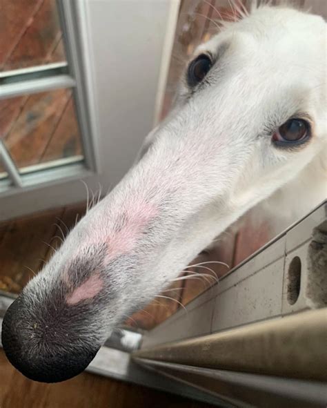 Meet Eris: Dog With an Unusually Long Snout