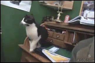 Cat fail cat fail GIF on GIFER - by Tygogor