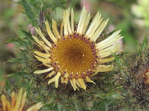 Carline Thistle (Carlina vulgaris) | Wildlife Insight